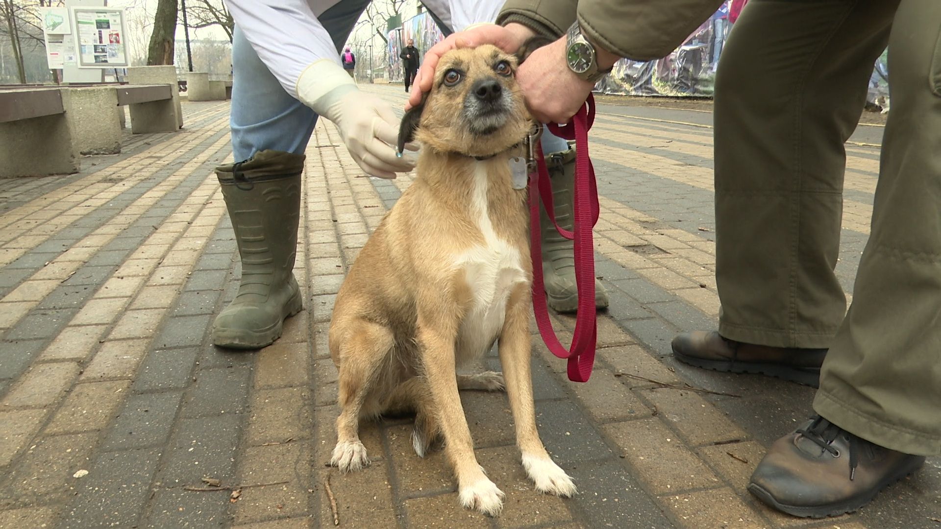 Реутов, вакцинация, медицина, бешенство, собаки и кошки,