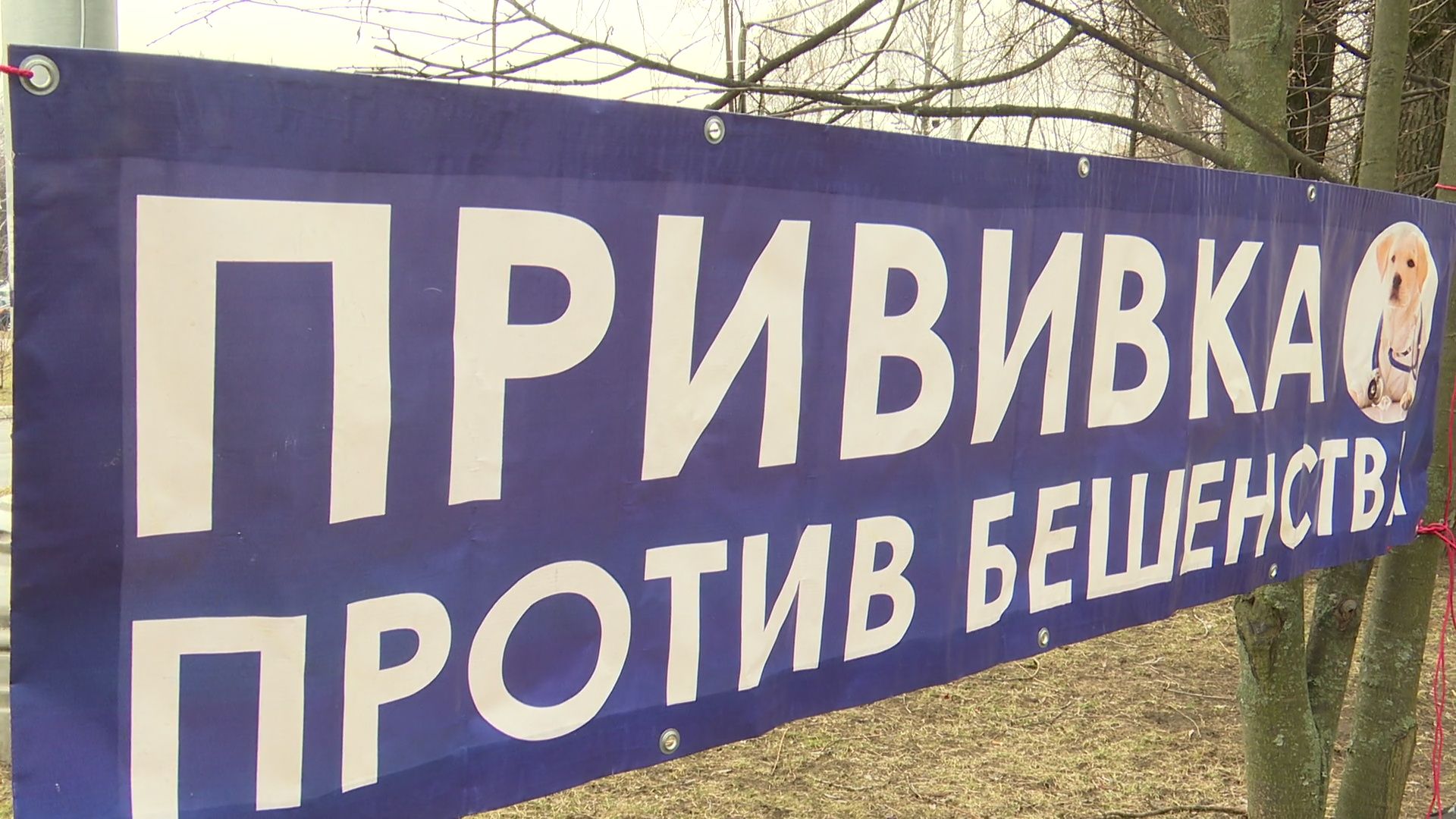 Реутов, вакцинация, медицина, бешенство, собаки и кошки,