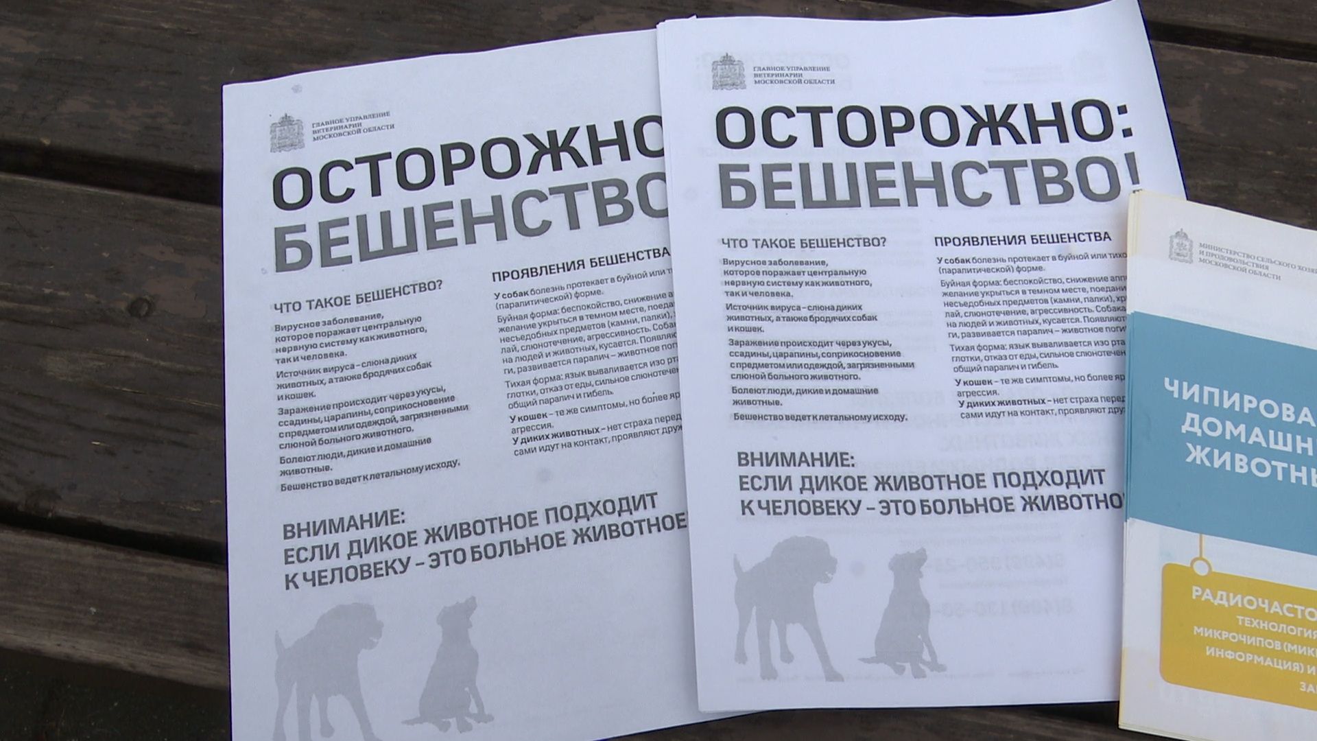 Реутов, вакцинация, медицина, бешенство, собаки и кошки,