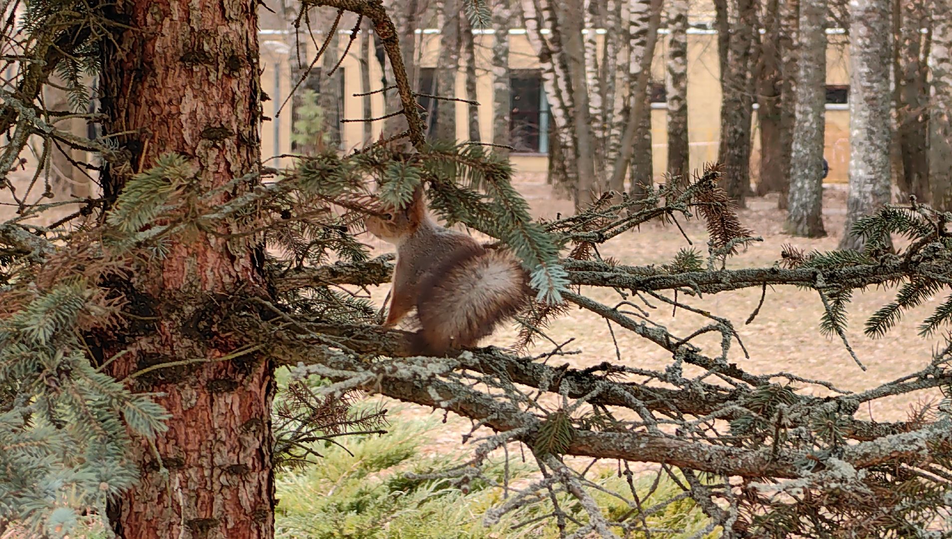 белка, орехи, семечки, яблоки,