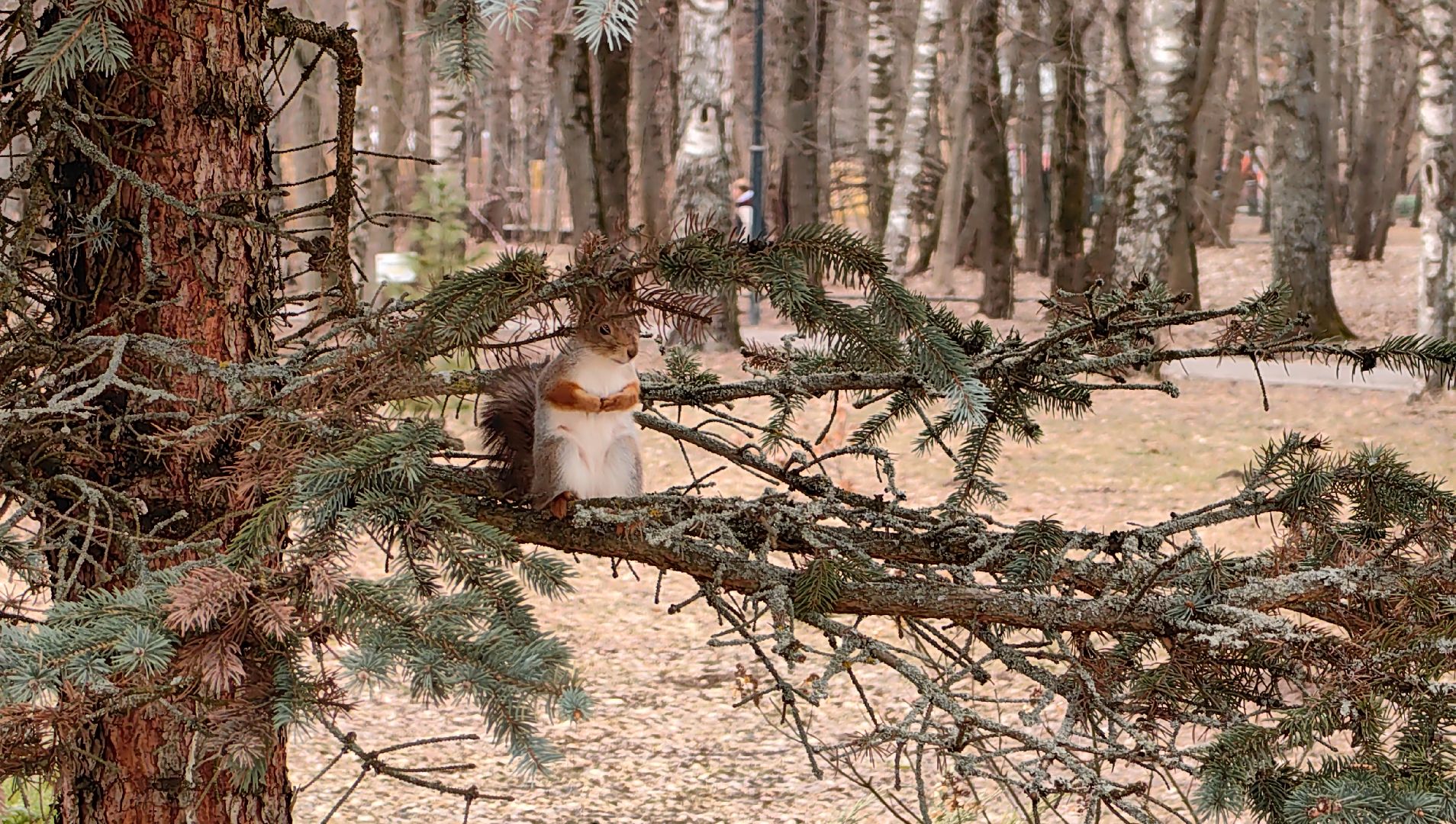 белка, орехи, семечки, яблоки,