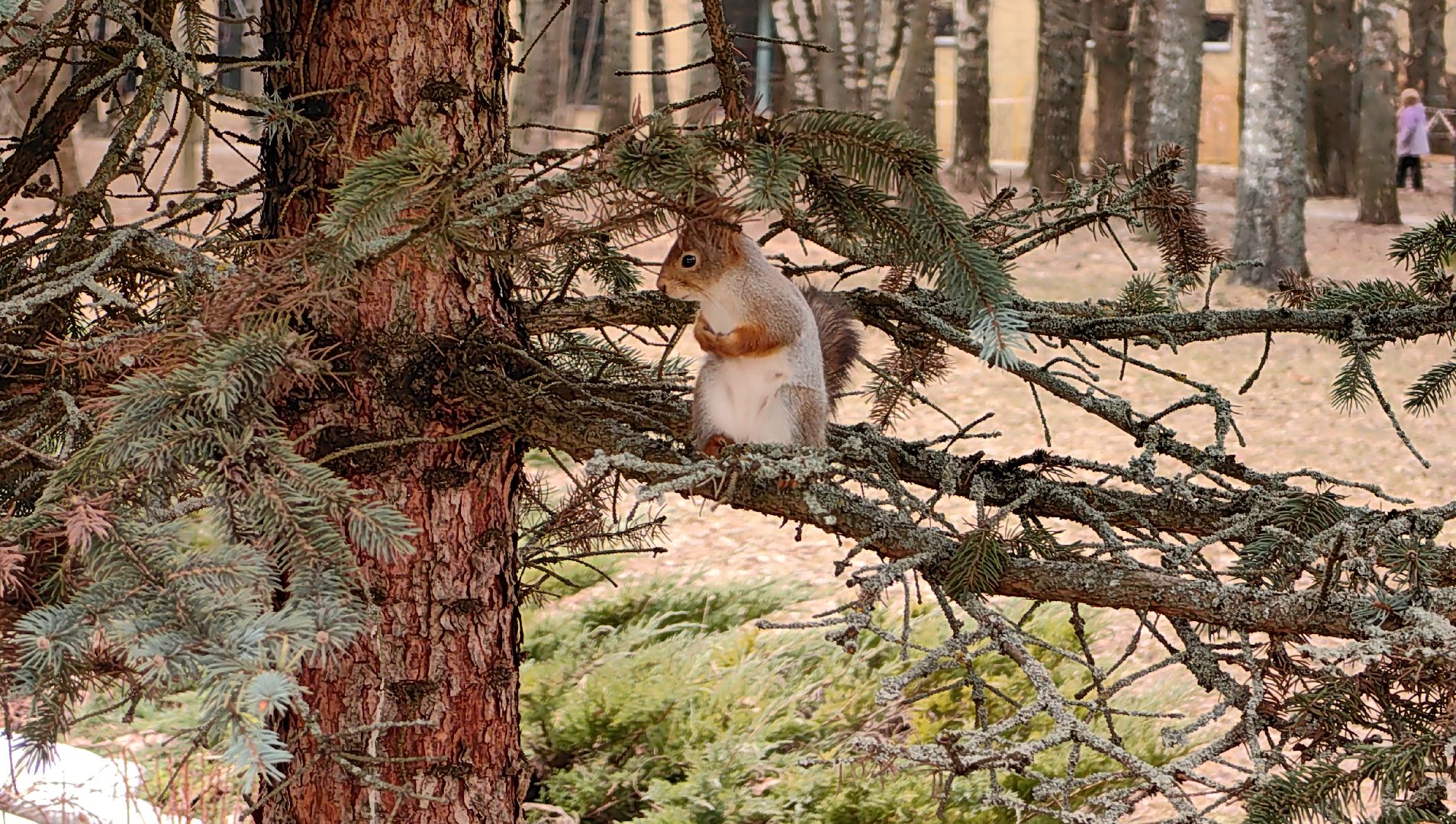 белка, орехи, семечки, яблоки,