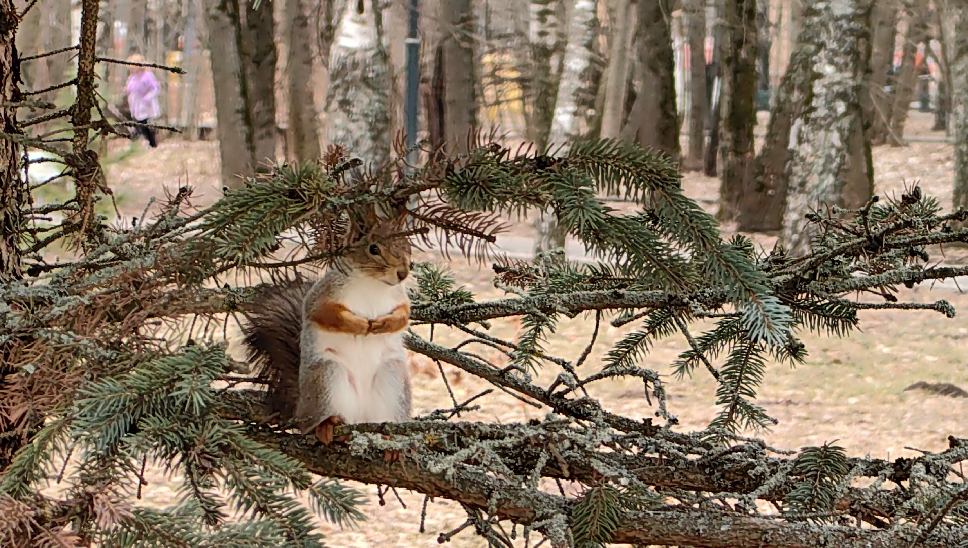белка, орехи, семечки, яблоки,