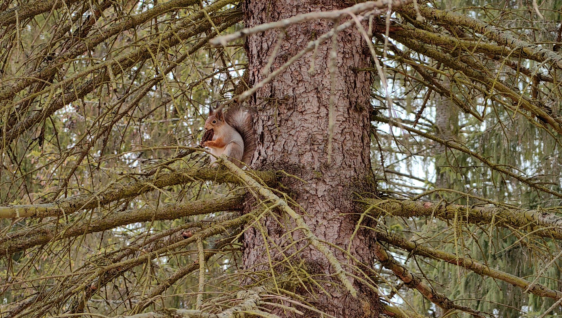 белка, орехи, семечки, яблоки,