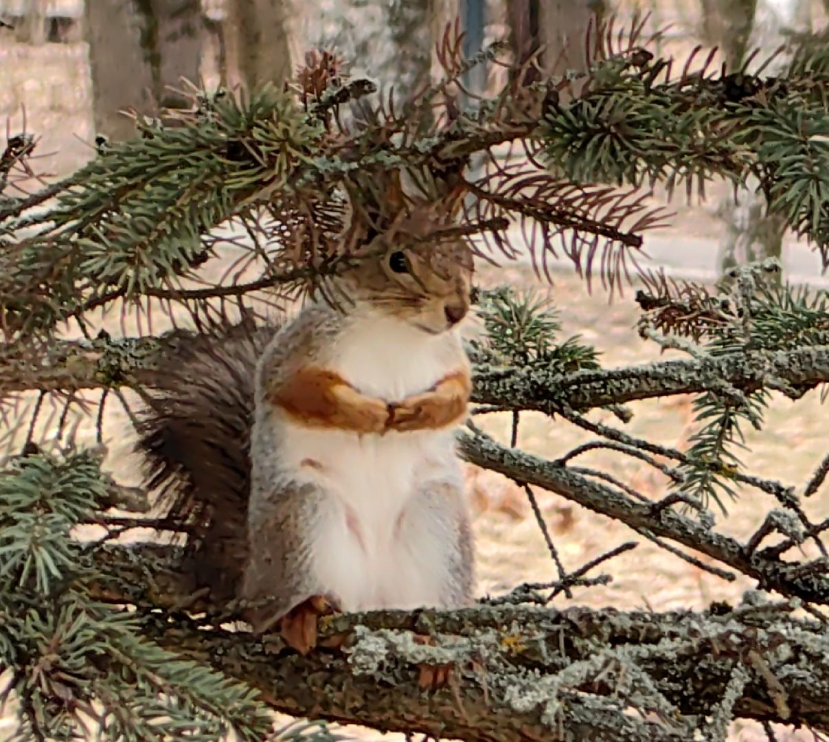 белка, орехи, семечки, яблоки,