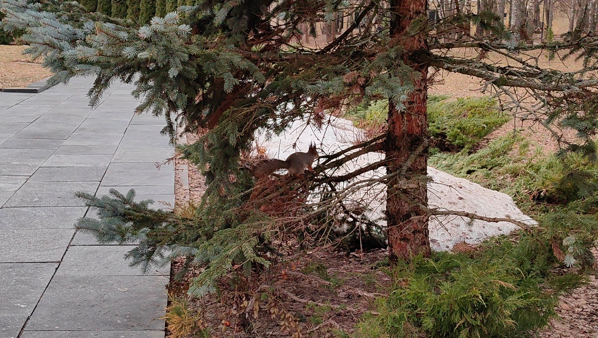 белка, орехи, семечки, яблоки,