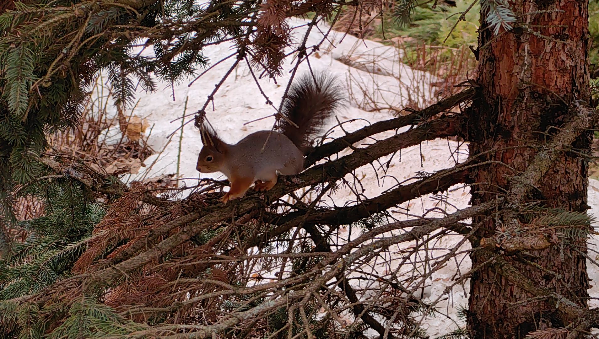 белка, орехи, семечки, яблоки,