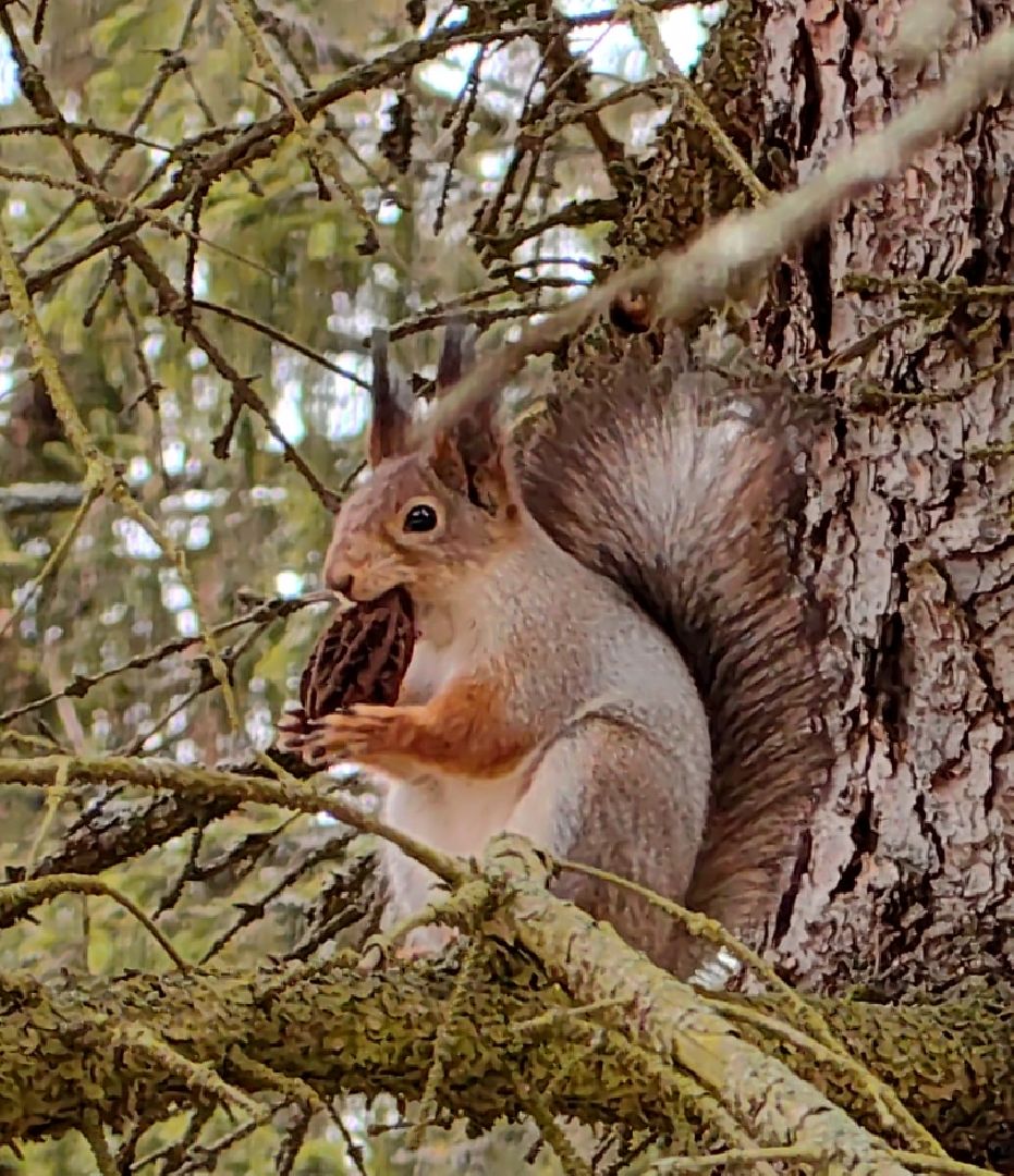 белка, орехи, семечки, яблоки,