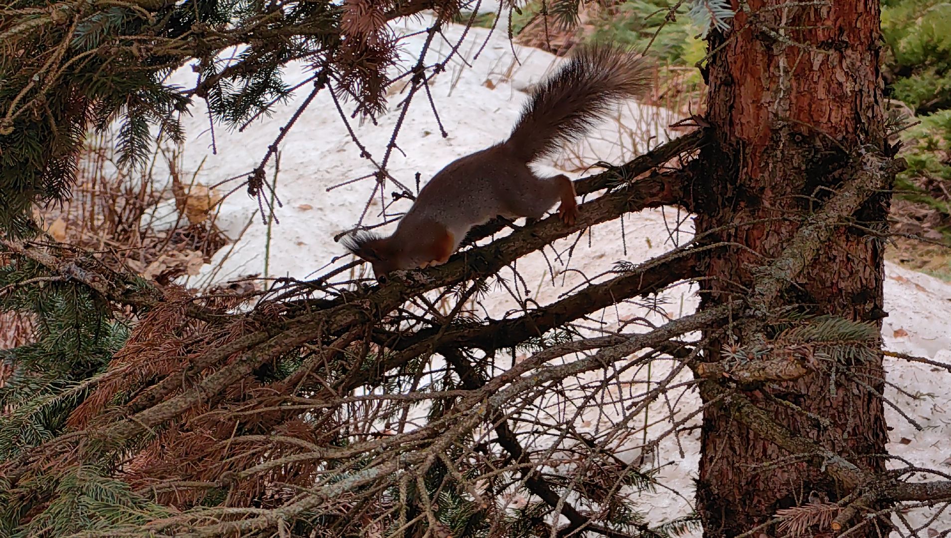 белка, орехи, семечки, яблоки,