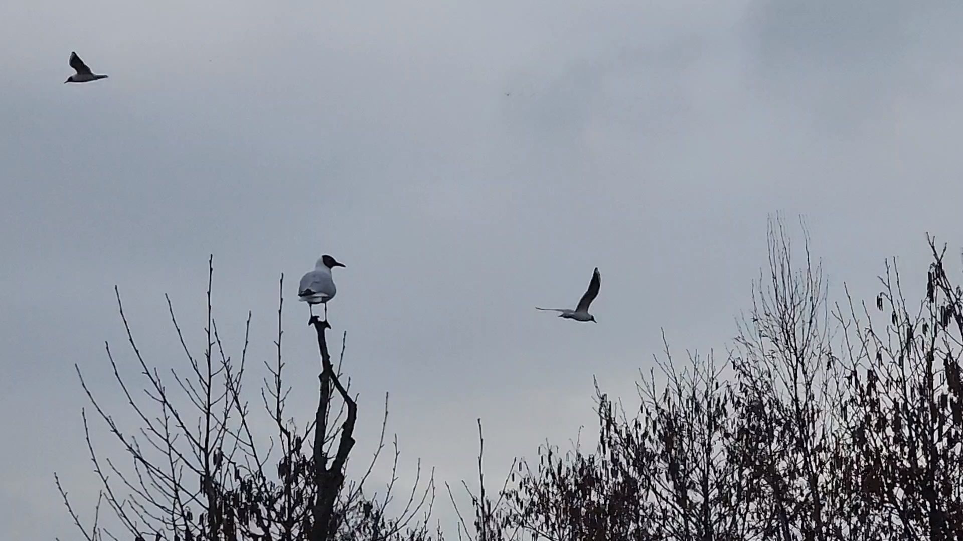 мытищи,лосиный остров, природа,