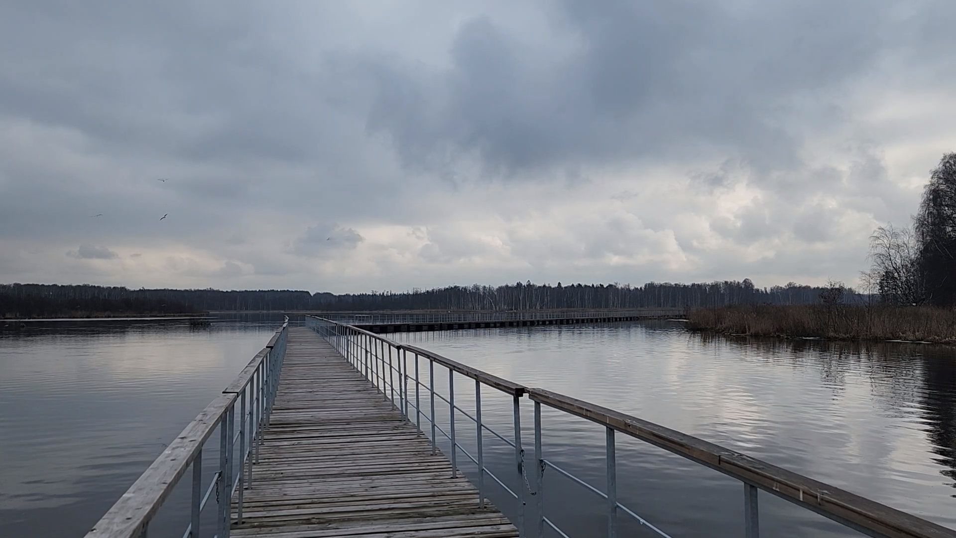 мытищи,лосиный остров, природа,