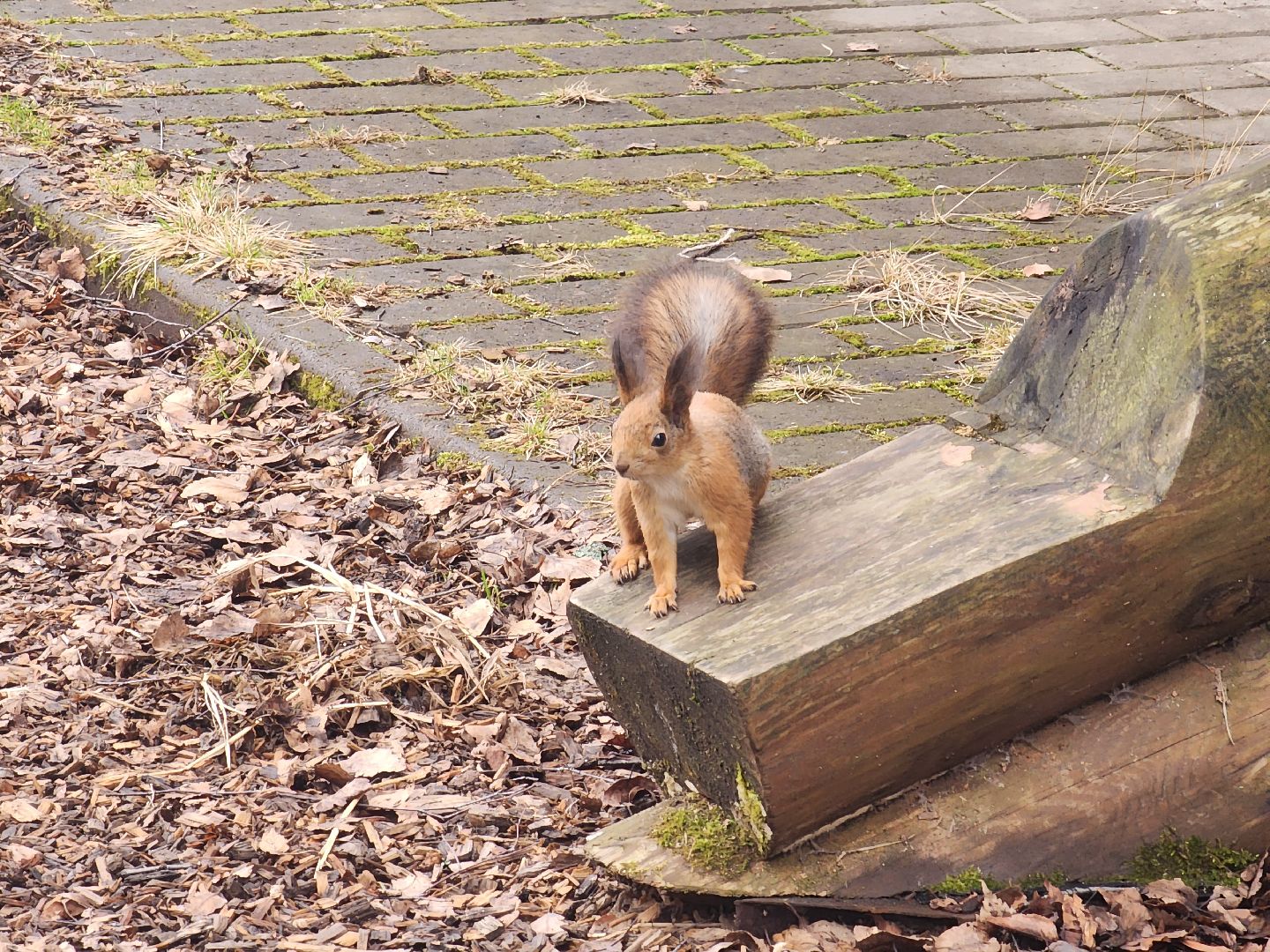 мытищи,лосиный остров, животные, туризм в подмосковье,