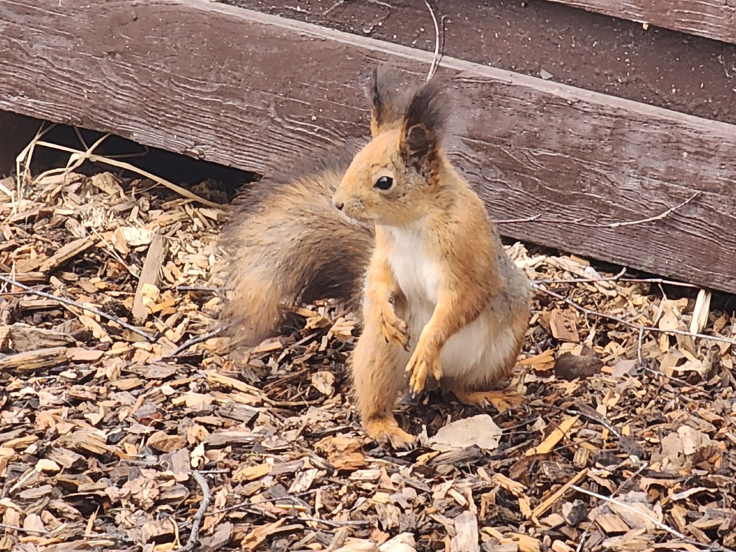 мытищи,лосиный остров, животные, туризм в подмосковье,