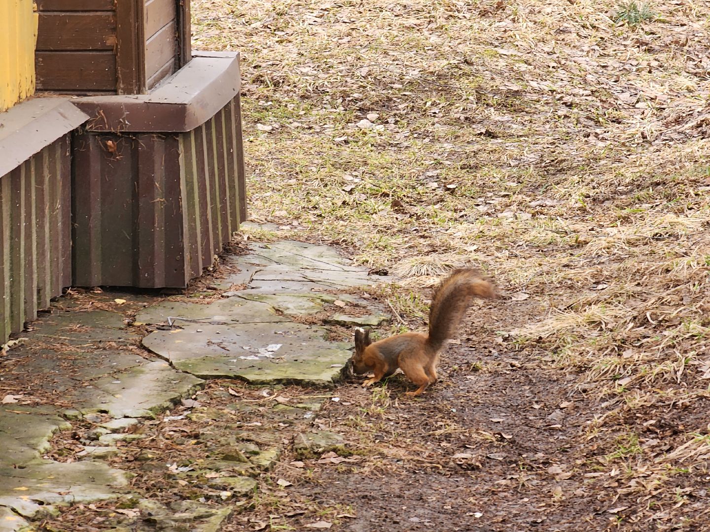 мытищи,лосиный остров, животные, туризм в подмосковье,