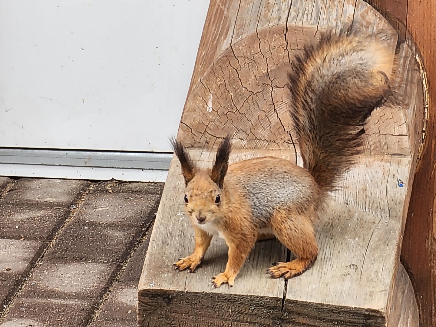 мытищи,лосиный остров, животные, туризм в подмосковье,