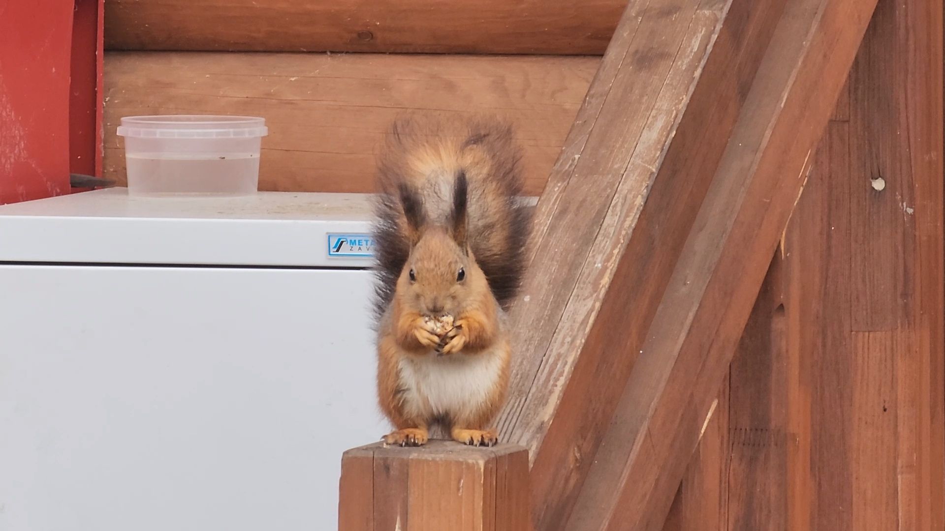 мытищи,лосиный остров, животные, туризм в подмосковье,