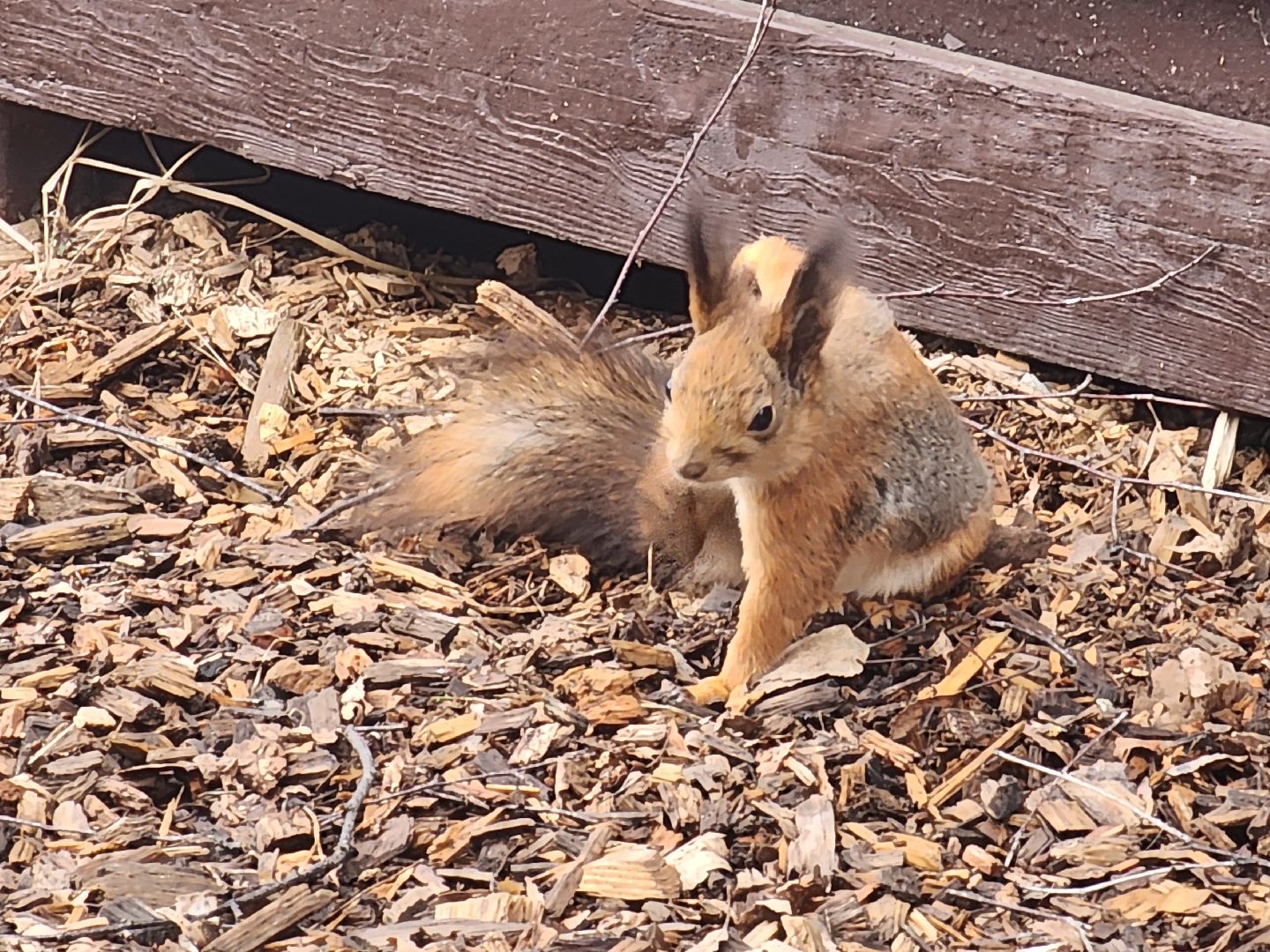 мытищи,лосиный остров, животные, туризм в подмосковье,