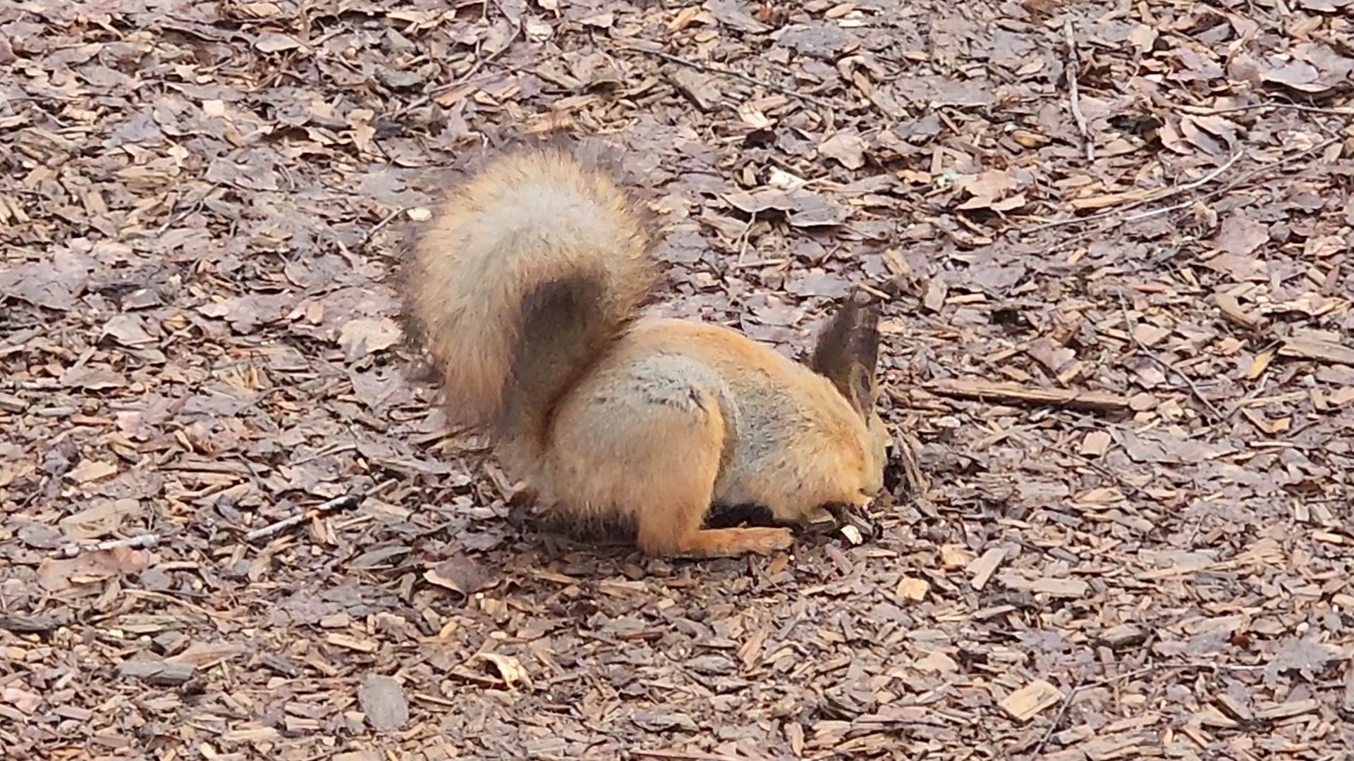 мытищи,лосиный остров, животные, туризм в подмосковье,