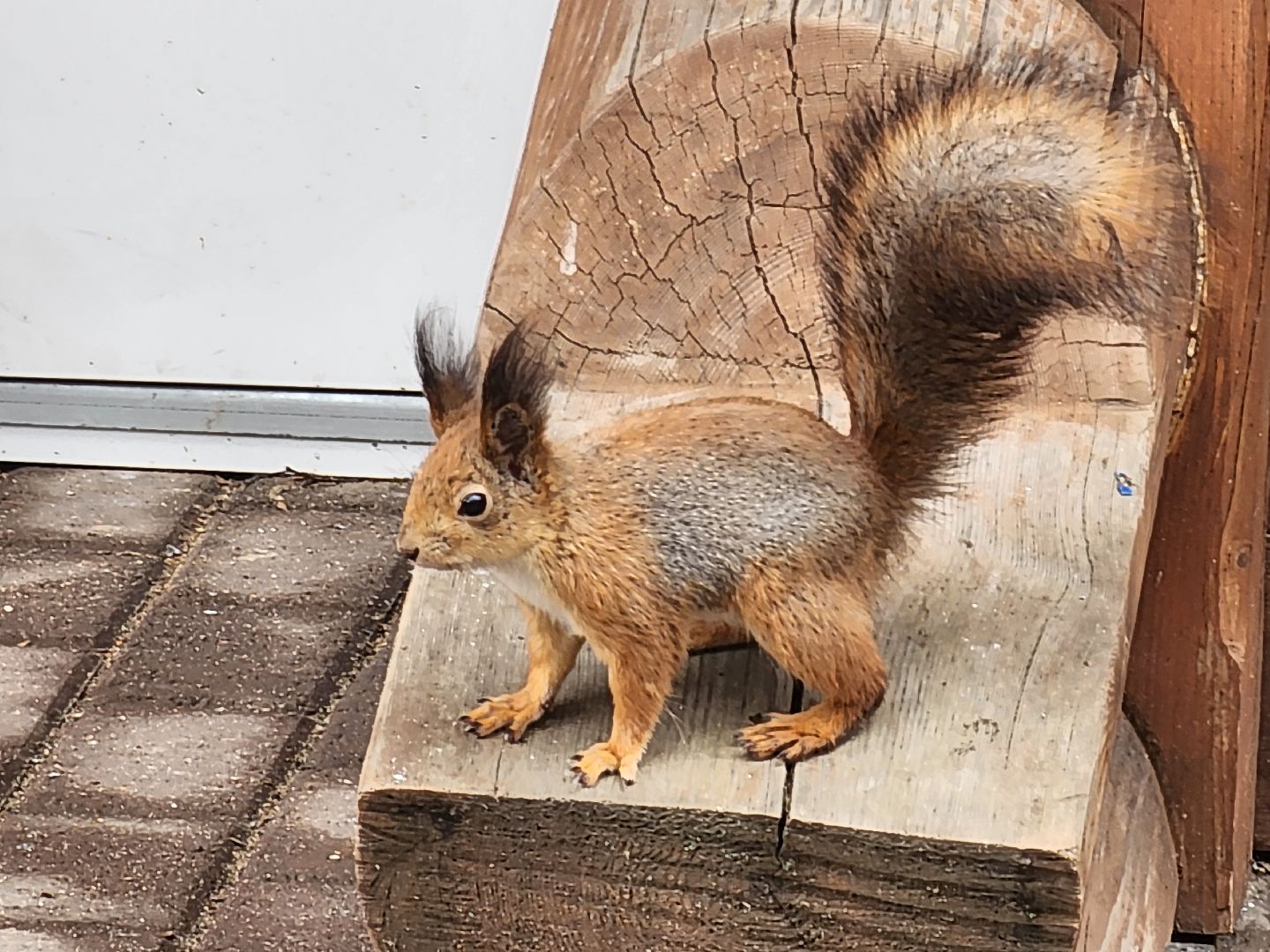мытищи,лосиный остров, животные, туризм в подмосковье,
