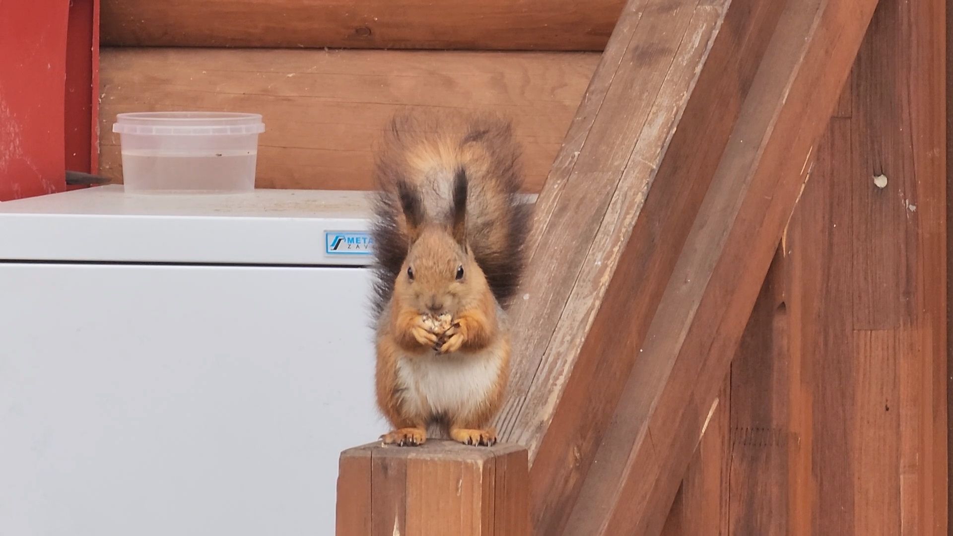 мытищи,лосиный остров, животные, туризм в подмосковье,