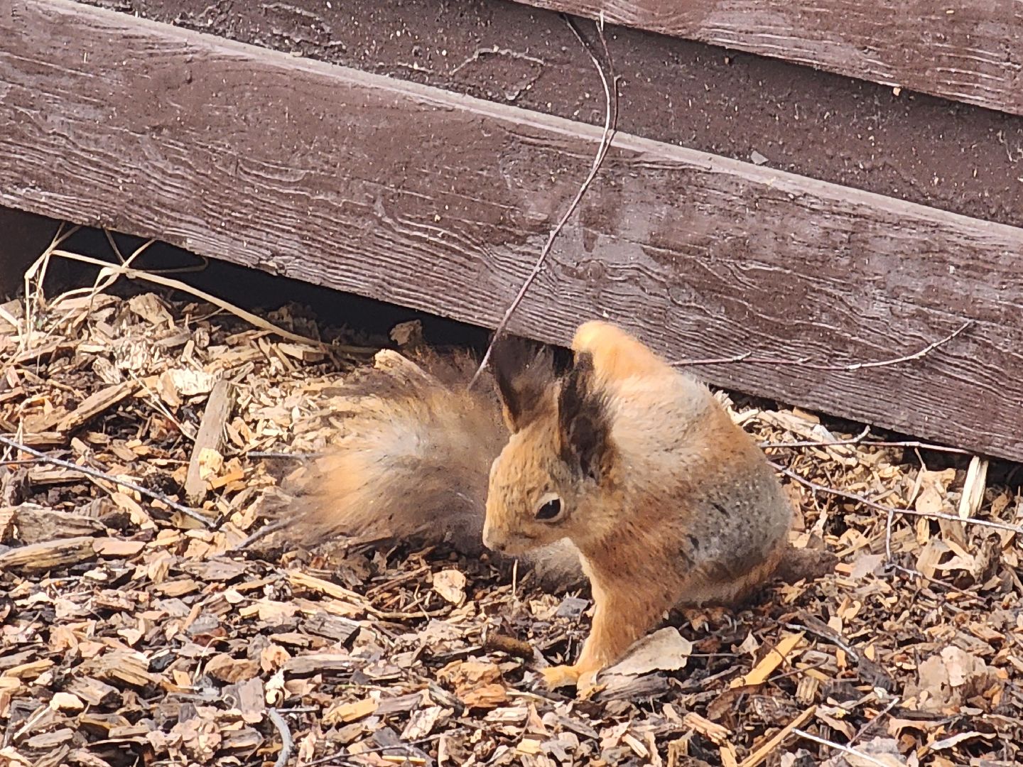 мытищи,лосиный остров, животные, туризм в подмосковье,