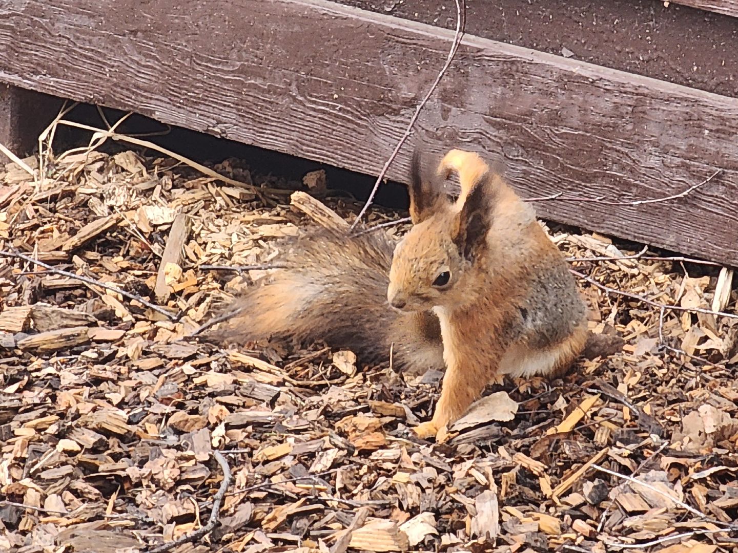 мытищи,лосиный остров, животные, туризм в подмосковье,