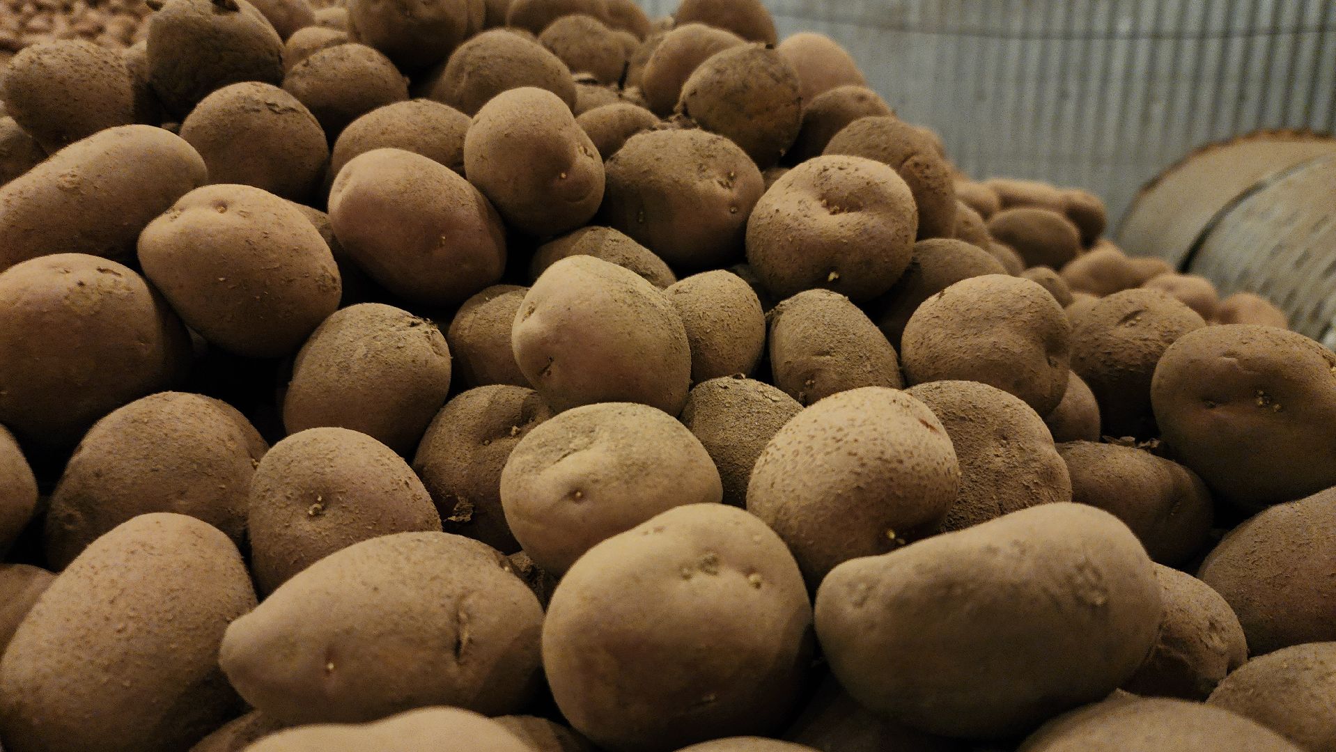 луховицы, спк имени ленина, дединово, образование, стажировка,