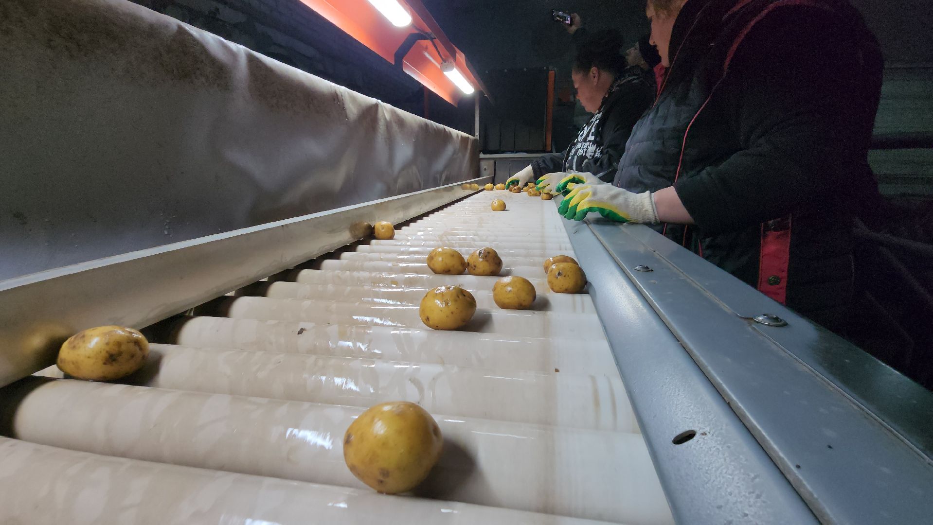 луховицы, спк имени ленина, дединово, образование, стажировка,