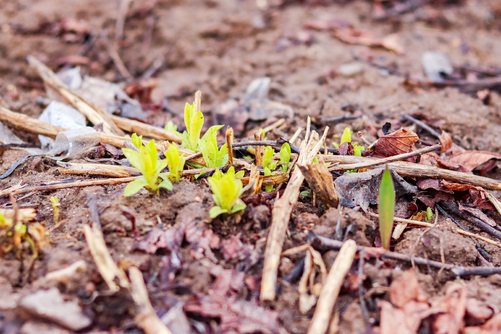 Клин, общество, благоустройство, субботники,