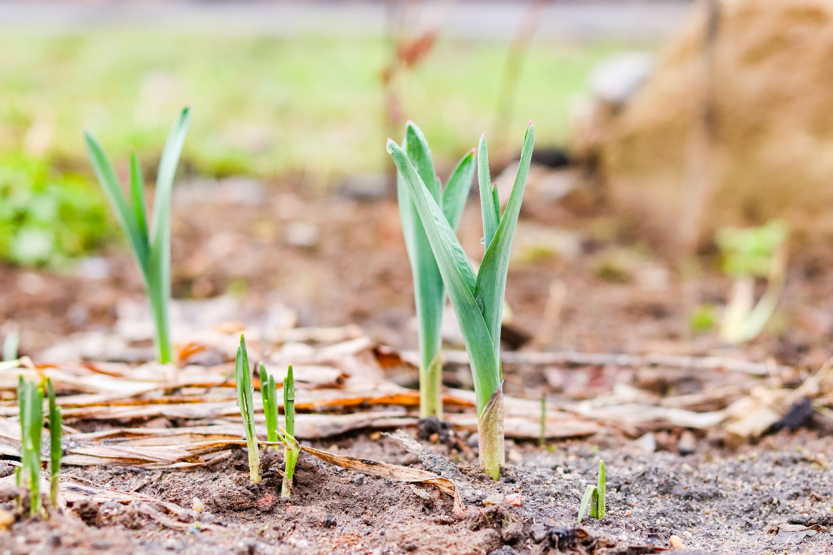 Клин, общество, благоустройство, субботники,