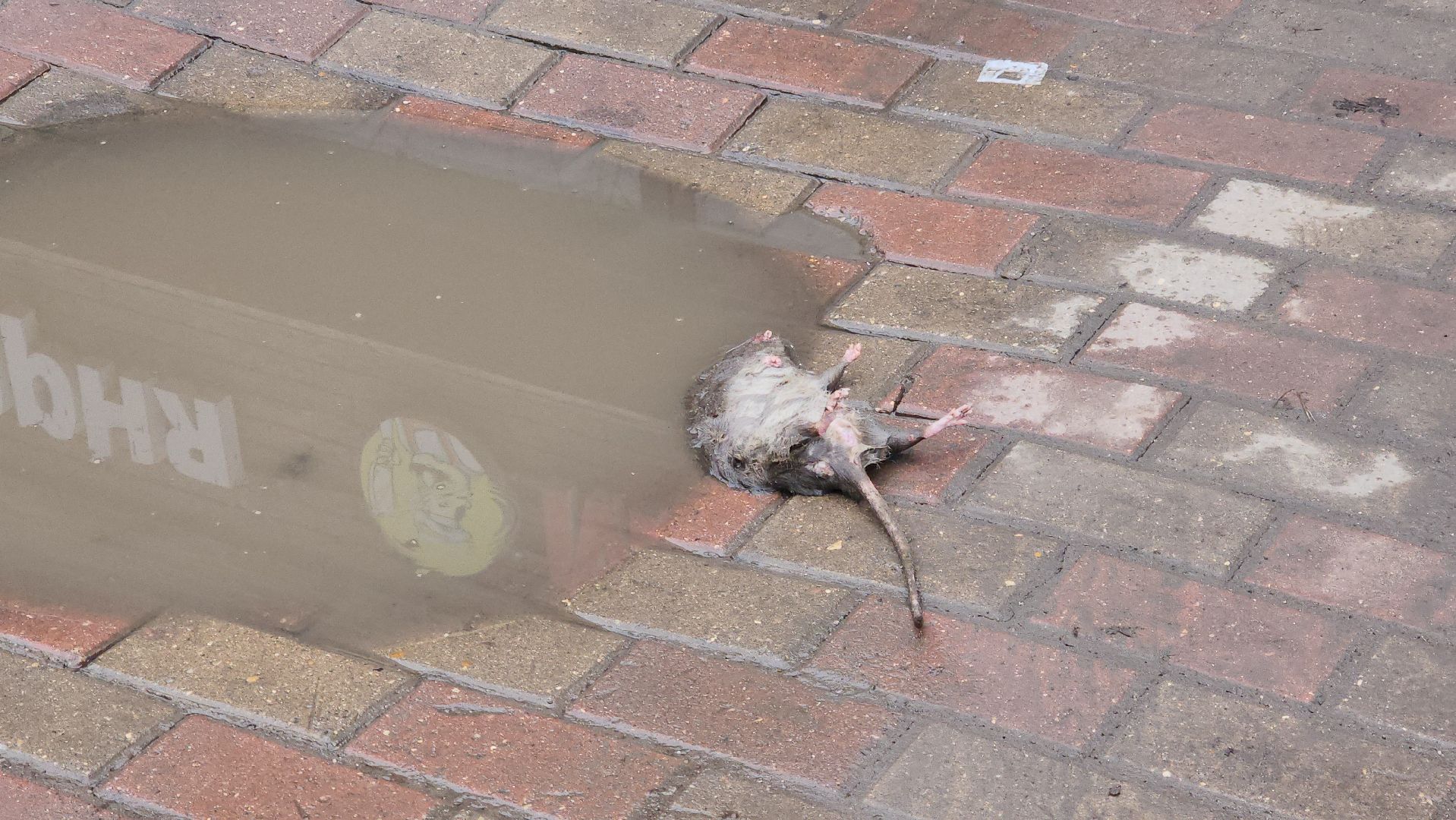 Люберцы, глава городского округа люберцы владимир волков, выездная администрация, снос незаконных объектов, просьба жителей,