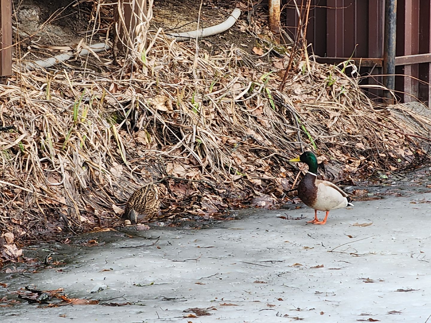 сергиев посад, парк чудес, аттракционы, лебеди,