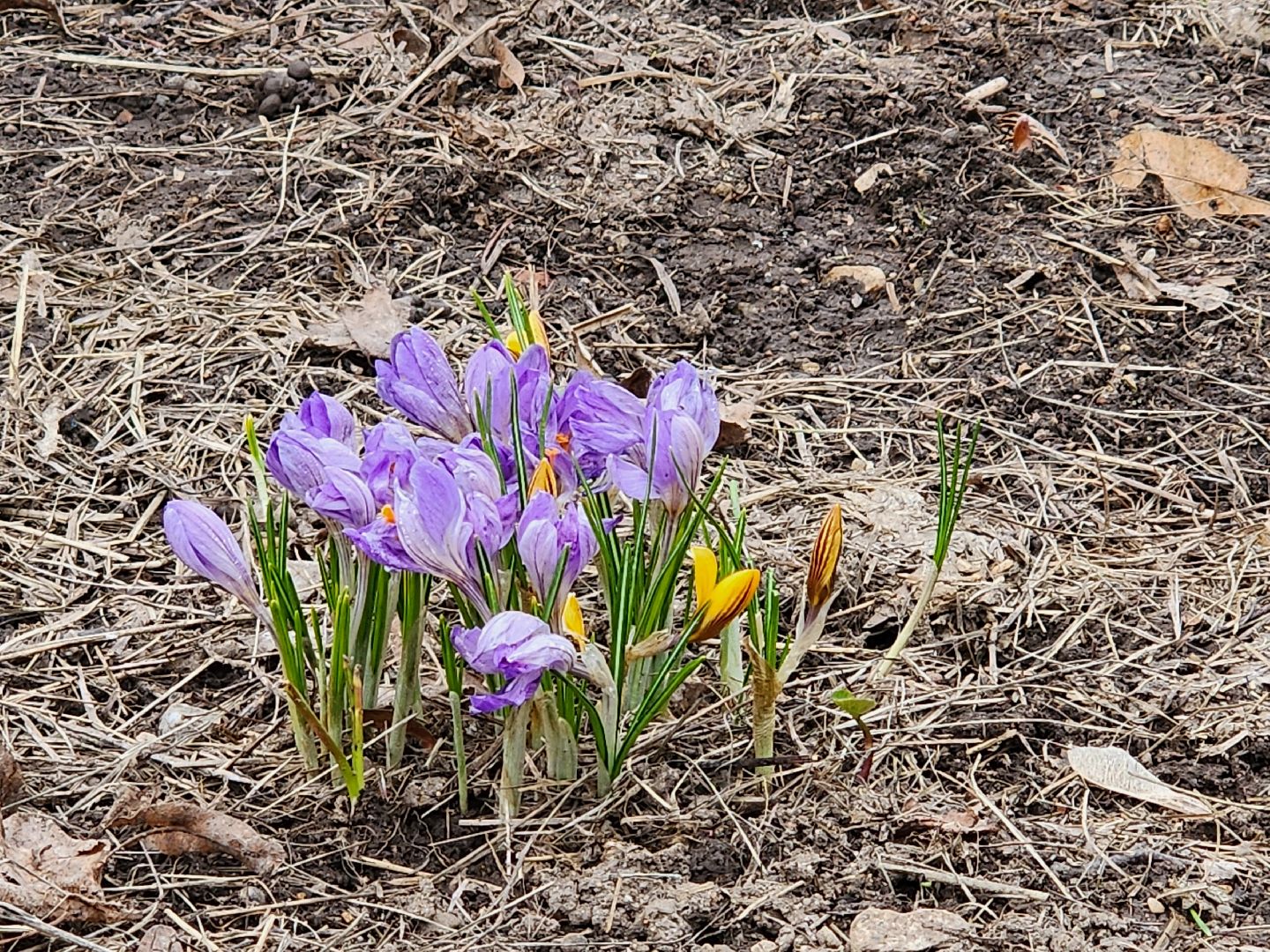 сергиев посад, парк чудес, аттракционы, лебеди,