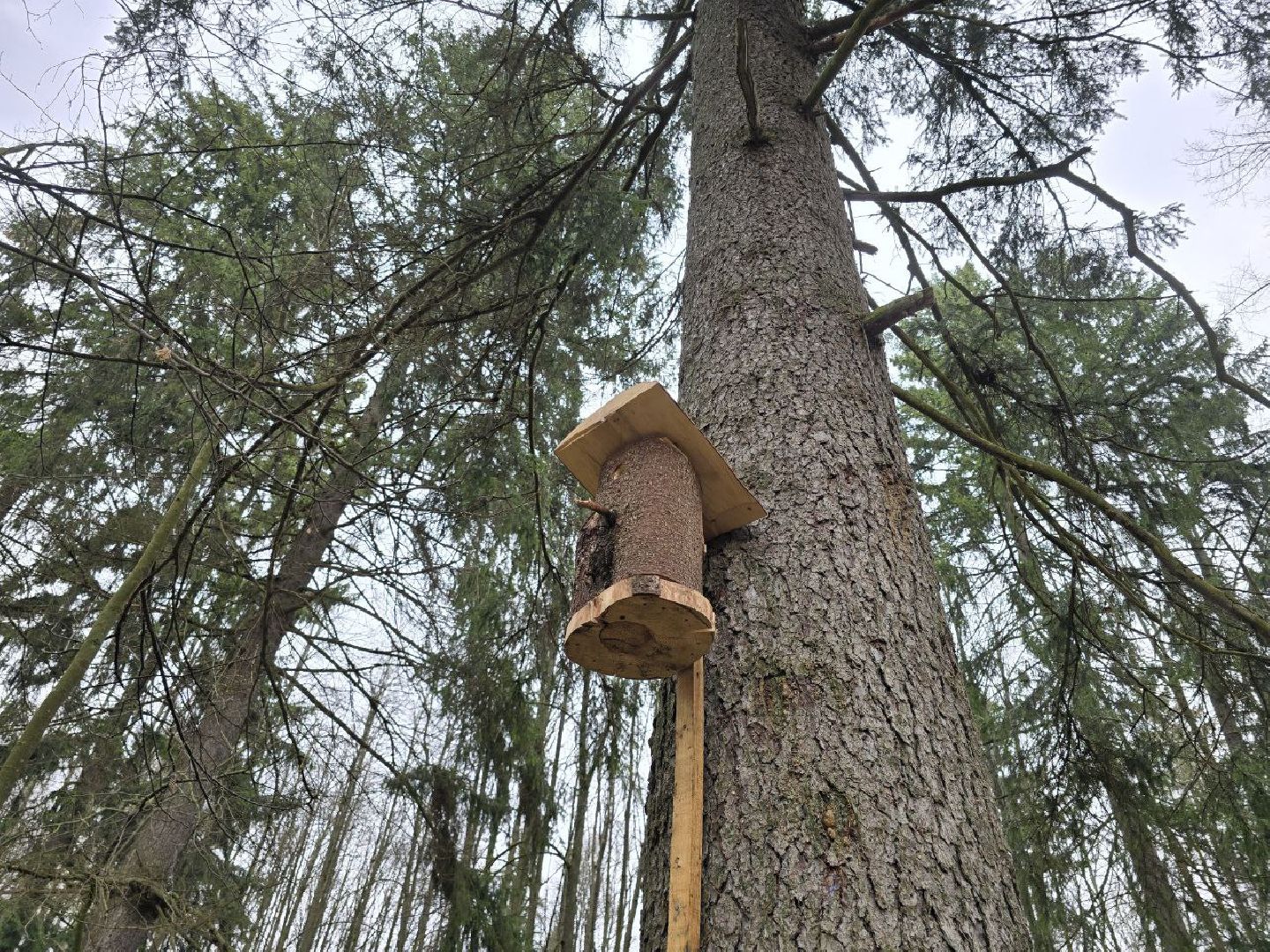 можайск, можайский муниципальный округ, подмосковье, международный день птиц, птицы, скворечники, дуплянки, дома для птиц,