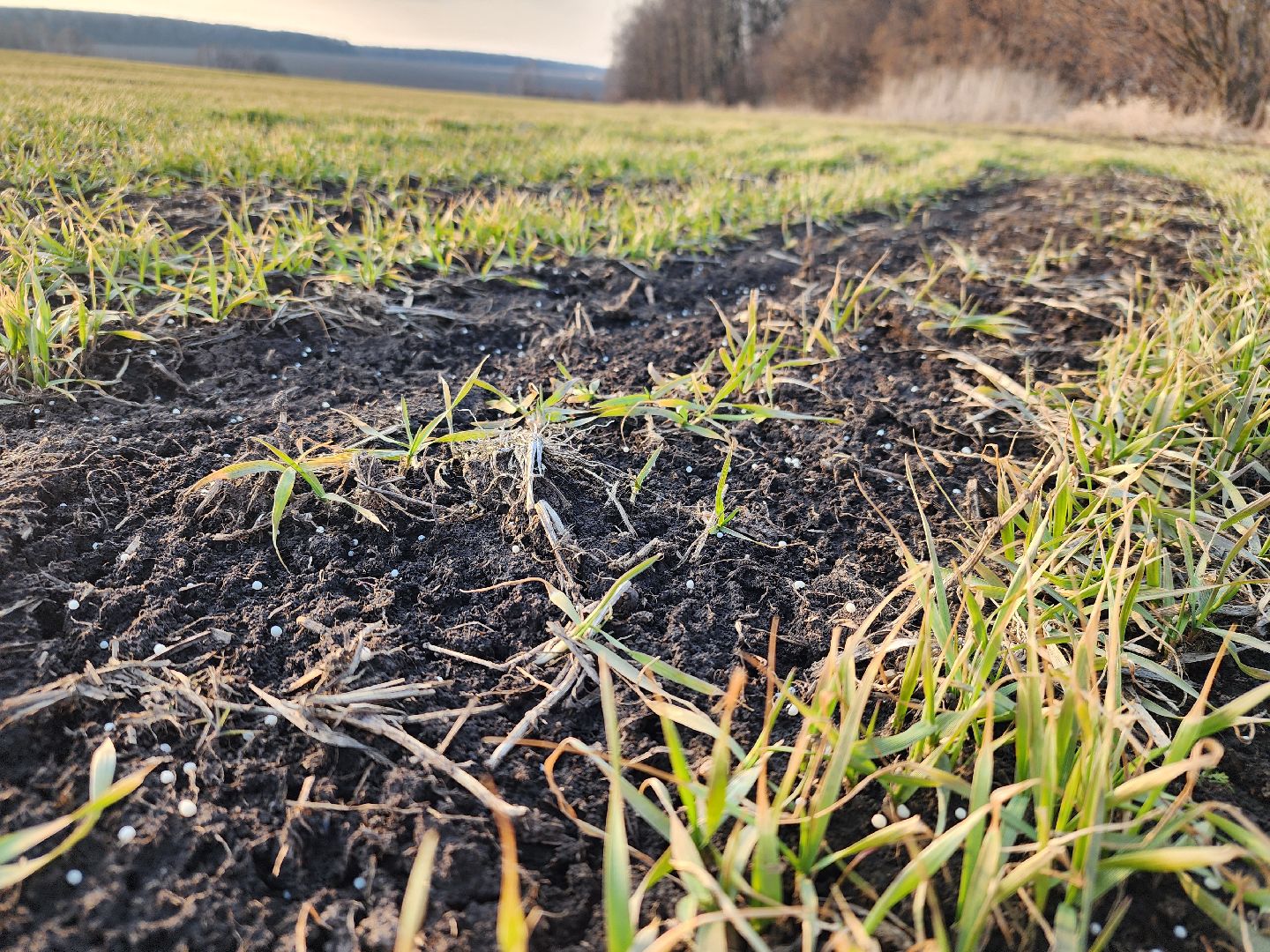 серебряные пруды, ооо сп нива, весенне-полевые работы, барс, подкормка озимых, сельское хозяйство,
