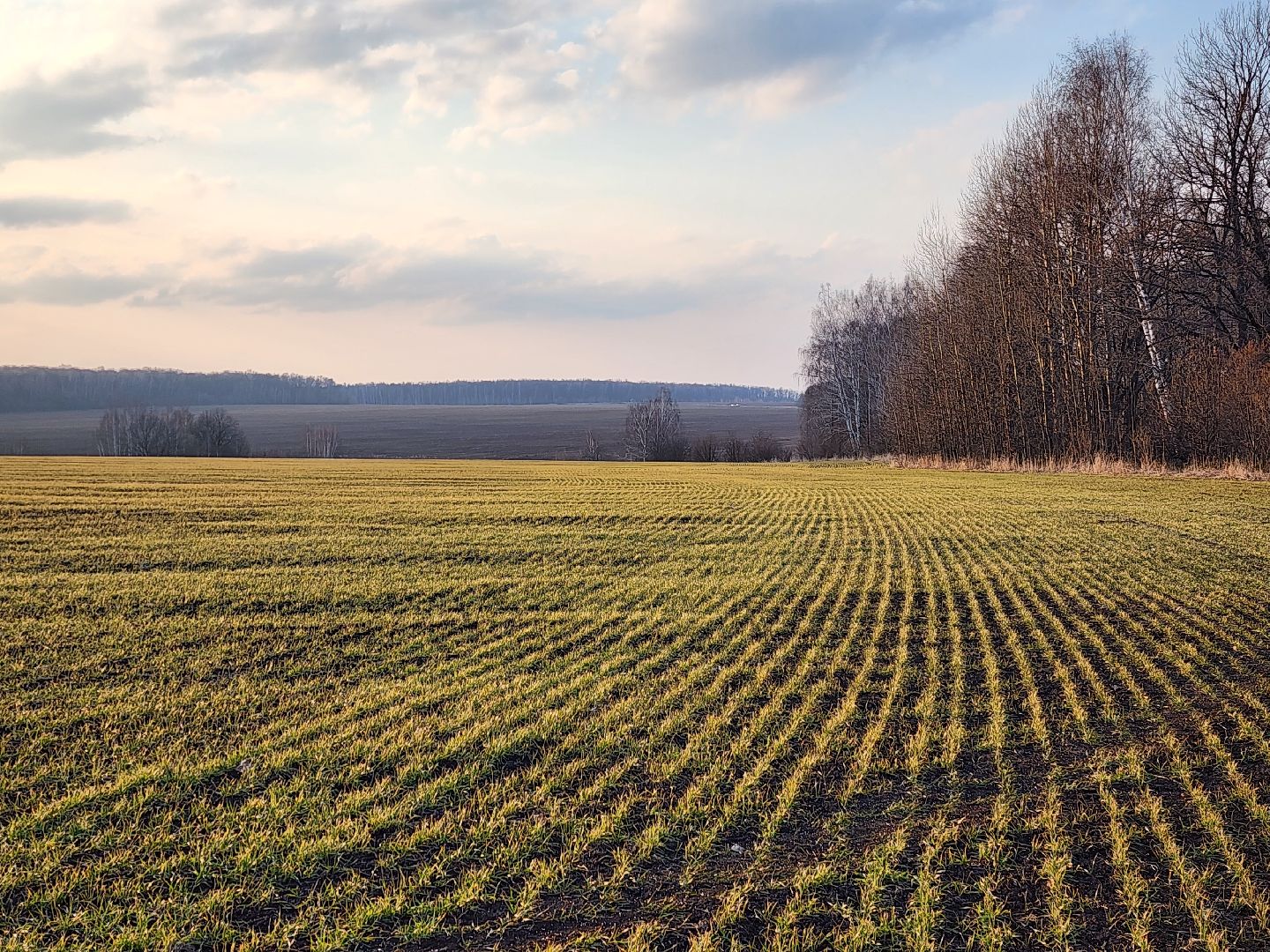 серебряные пруды, ооо сп нива, весенне-полевые работы, барс, подкормка озимых, сельское хозяйство,