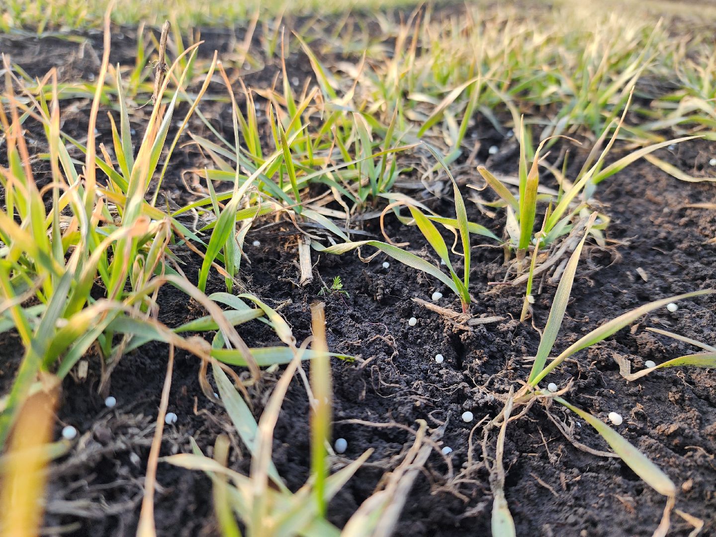 серебряные пруды, ооо сп нива, весенне-полевые работы, барс, подкормка озимых, сельское хозяйство,