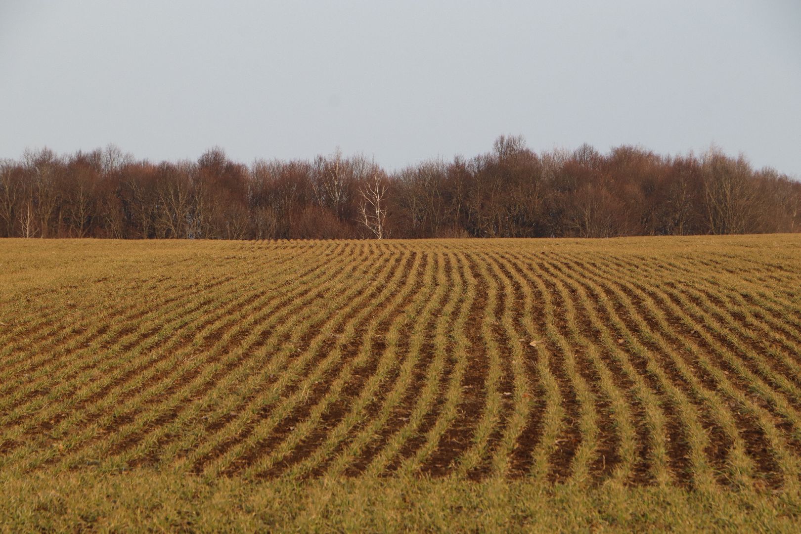 серебряные пруды, ооо сп нива, весенне-полевые работы, барс, подкормка озимых, сельское хозяйство,