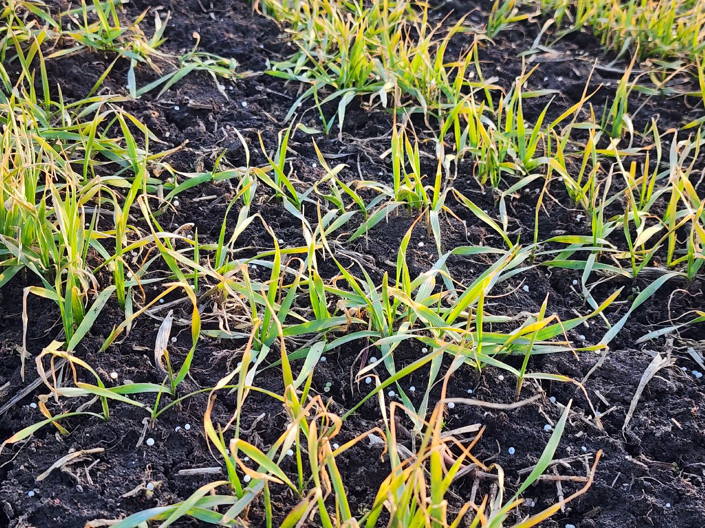 серебряные пруды, ооо сп нива, весенне-полевые работы, барс, подкормка озимых, сельское хозяйство,