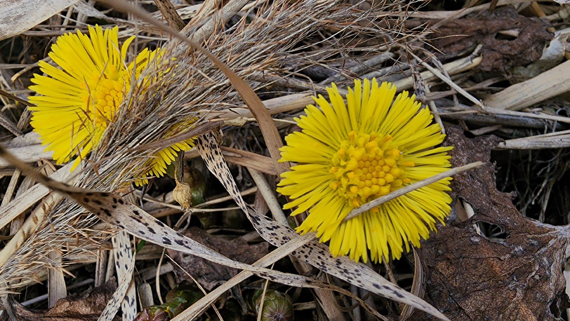 мать-и-мачеха, цветение растений, лекарственные растения, Старая Купавна, Богородский городской округ,