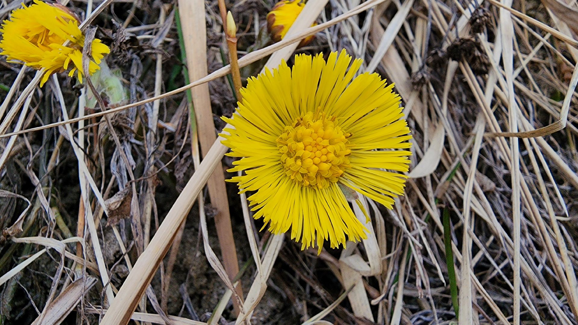 мать-и-мачеха, цветение растений, лекарственные растения, Старая Купавна, Богородский городской округ,