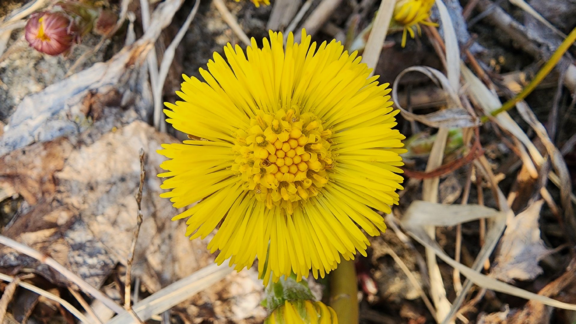 мать-и-мачеха, цветение растений, лекарственные растения, Старая Купавна, Богородский городской округ,