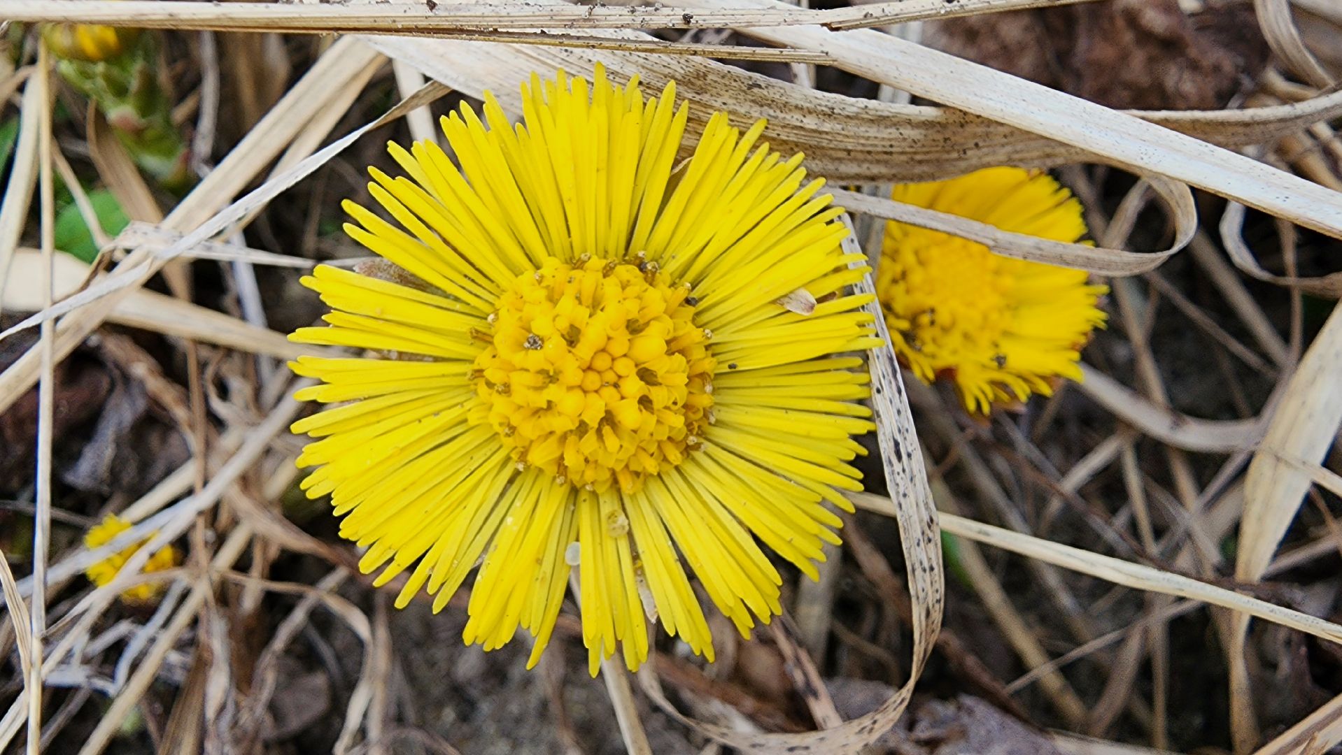 мать-и-мачеха, цветение растений, лекарственные растения, Старая Купавна, Богородский городской округ,