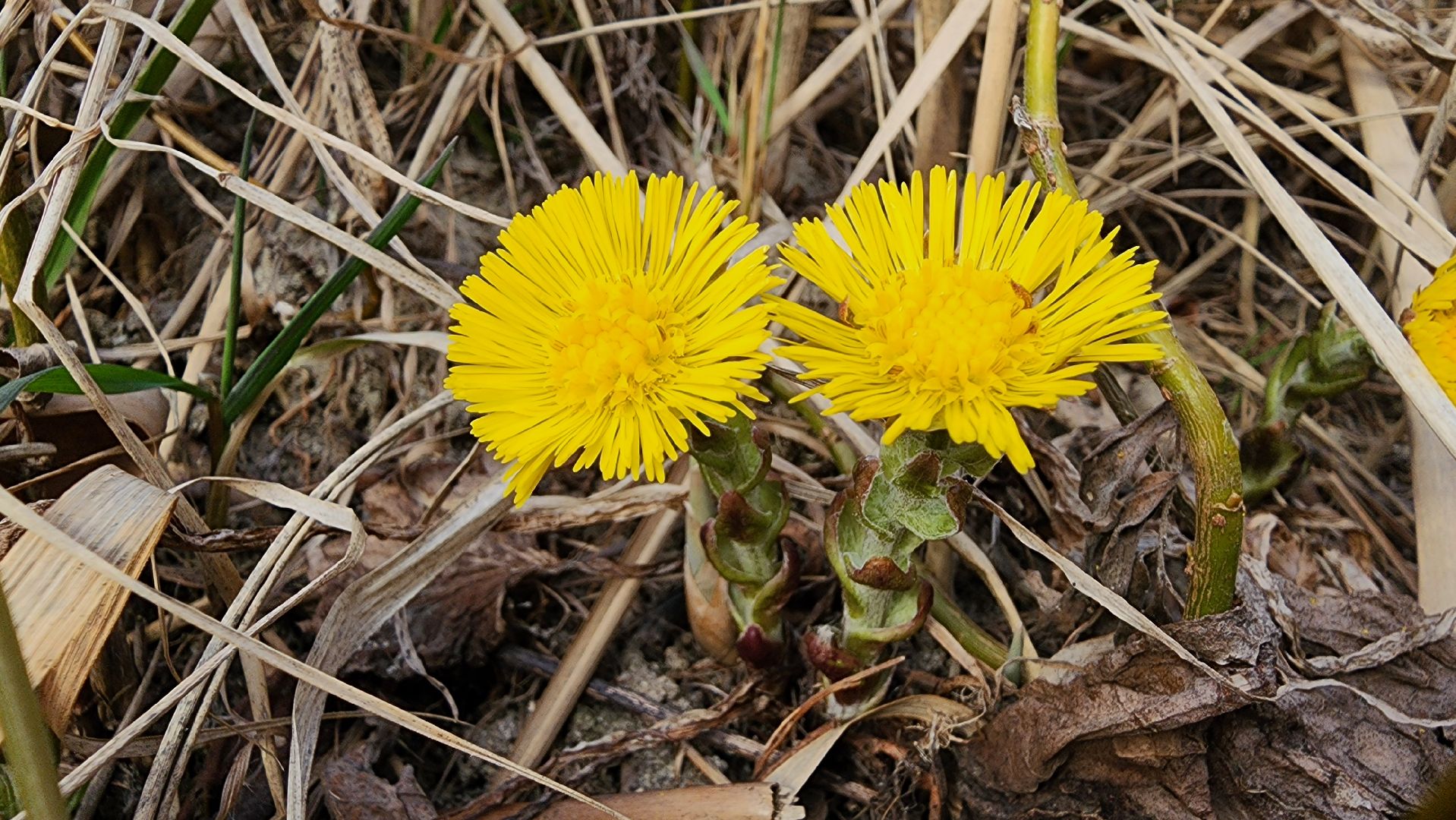 мать-и-мачеха, цветение растений, лекарственные растения, Старая Купавна, Богородский городской округ,