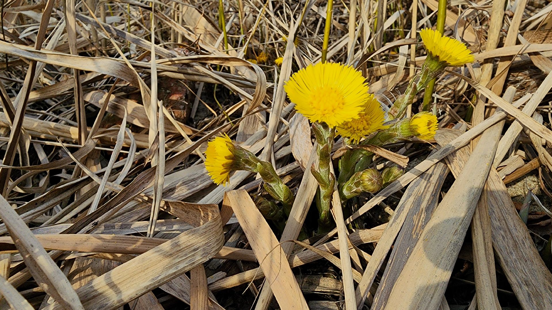мать-и-мачеха, цветение растений, лекарственные растения, Старая Купавна, Богородский городской округ,