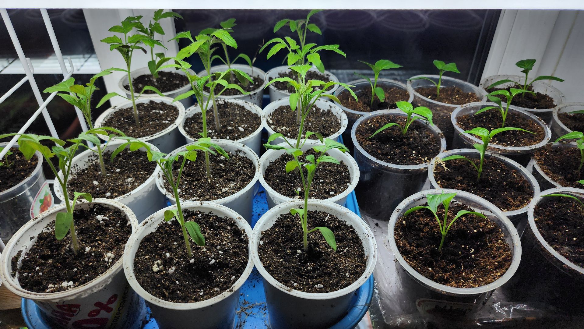 рассада, огородничество, выращивание рассады, Старая Купавна, Богородский городской округ,