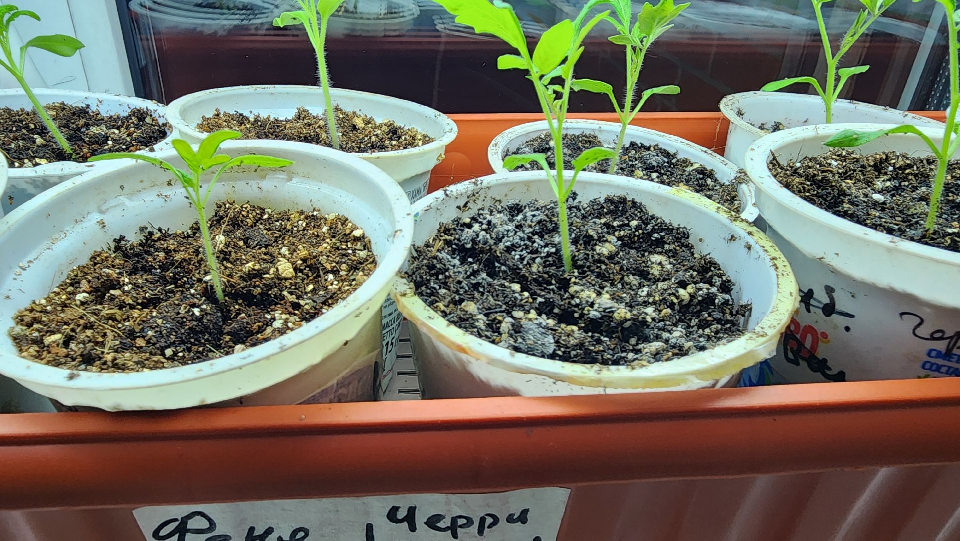 рассада, огородничество, выращивание рассады, Старая Купавна, Богородский городской округ,