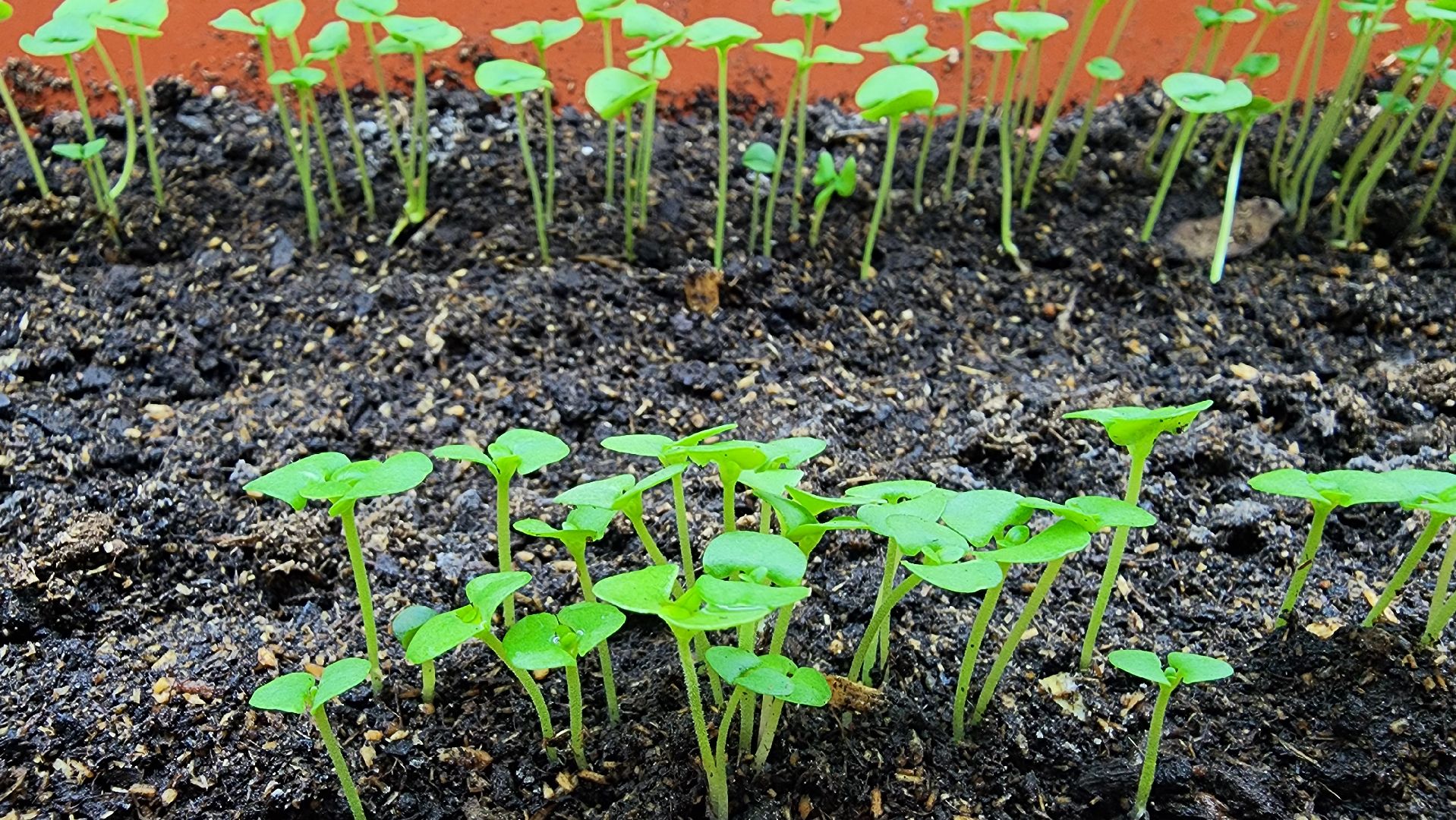 рассада, огородничество, выращивание рассады, Старая Купавна, Богородский городской округ,