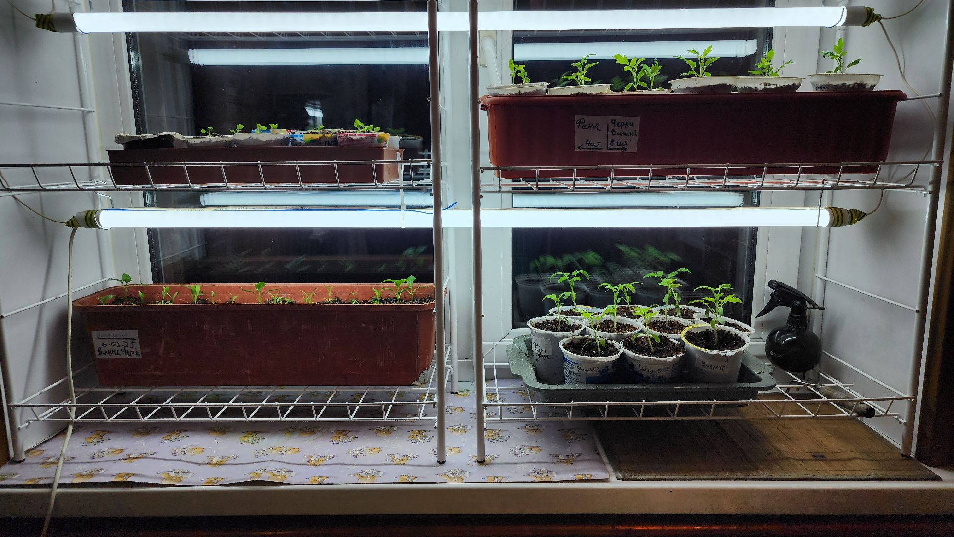 рассада, огородничество, выращивание рассады, Старая Купавна, Богородский городской округ,