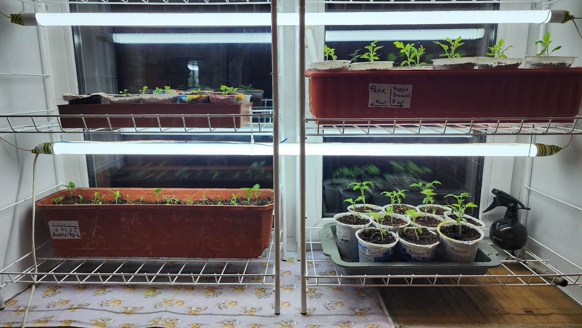 рассада, огородничество, выращивание рассады, Старая Купавна, Богородский городской округ,